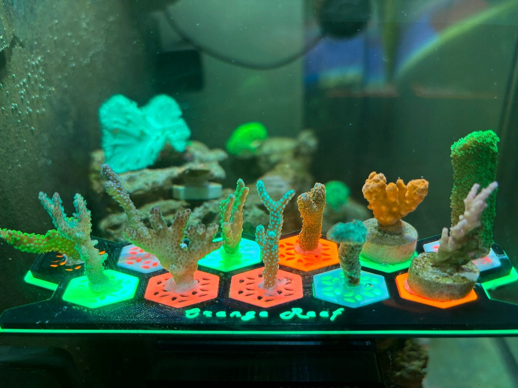 Fluorescent Coral Frag Plugs L - огляд і ціна Aquarium Fish Reproduction