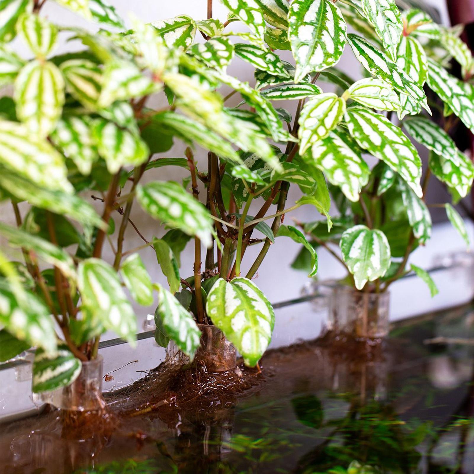 Mini Fish Tank Planter Pot 6Pc - огляд і ціна Aquarium Fish Elevator