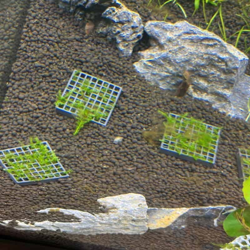 Aquarium Moss Mesh Holder Elev - огляд і ціна Aquarium Fish Elevator