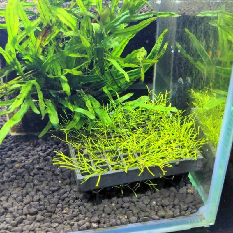 Aquarium Moss Mesh Holder Elev - огляд і ціна Aquarium Fish Elevator